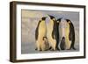 Emperor Penguins and Offspring-DLILLC-Framed Photographic Print