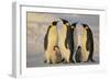 Emperor Penguins and Offspring-DLILLC-Framed Photographic Print