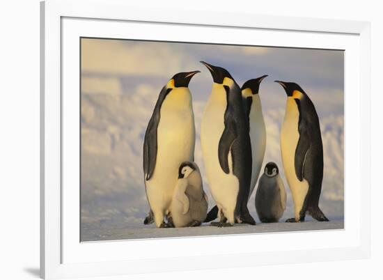 Emperor Penguins and Offspring-DLILLC-Framed Photographic Print