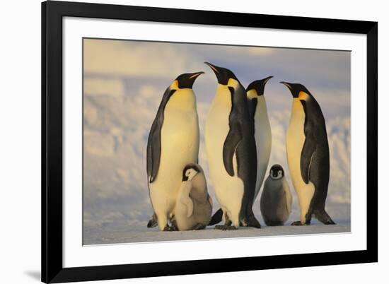 Emperor Penguins and Offspring-DLILLC-Framed Photographic Print