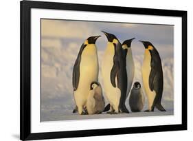 Emperor Penguins and Offspring-DLILLC-Framed Photographic Print