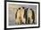 Emperor Penguins and Offspring-DLILLC-Framed Photographic Print