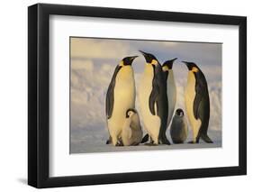 Emperor Penguins and Offspring-DLILLC-Framed Photographic Print