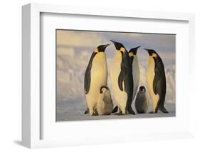 Emperor Penguins and Offspring-DLILLC-Framed Photographic Print