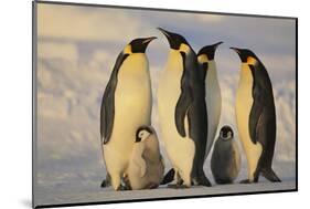 Emperor Penguins and Offspring-DLILLC-Mounted Photographic Print