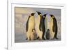 Emperor Penguins and Offspring-DLILLC-Framed Photographic Print