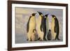 Emperor Penguins and Offspring-DLILLC-Framed Photographic Print