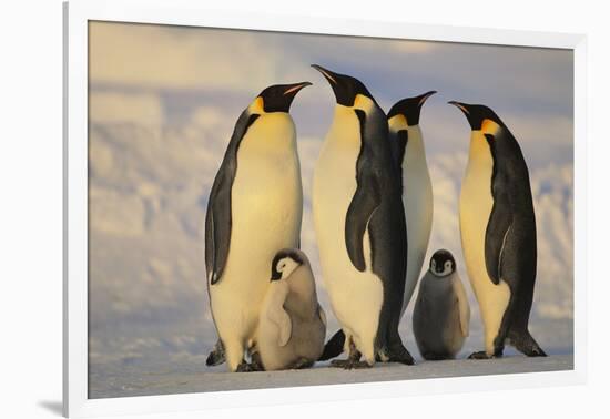 Emperor Penguins and Offspring-DLILLC-Framed Photographic Print