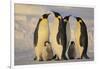 Emperor Penguins and Offspring-DLILLC-Framed Photographic Print