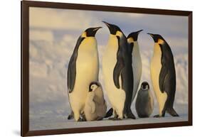 Emperor Penguins and Offspring-DLILLC-Framed Photographic Print