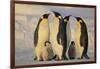 Emperor Penguins and Offspring-DLILLC-Framed Photographic Print