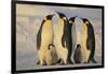 Emperor Penguins and Offspring-DLILLC-Framed Photographic Print