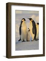 Emperor Penguins and Offspring-DLILLC-Framed Photographic Print