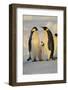 Emperor Penguins and Offspring-DLILLC-Framed Photographic Print