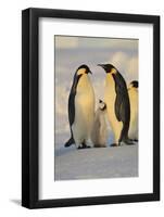 Emperor Penguins and Offspring-DLILLC-Framed Photographic Print