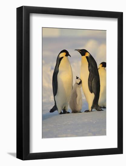 Emperor Penguins and Offspring-DLILLC-Framed Photographic Print