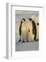 Emperor Penguins and Offspring-DLILLC-Framed Photographic Print