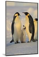 Emperor Penguins and Offspring-DLILLC-Mounted Photographic Print