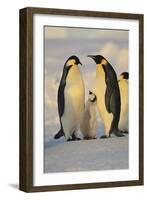 Emperor Penguins and Offspring-DLILLC-Framed Photographic Print