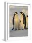 Emperor Penguins and Offspring-DLILLC-Framed Photographic Print