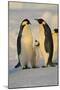 Emperor Penguins and Offspring-DLILLC-Mounted Photographic Print