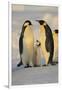 Emperor Penguins and Offspring-DLILLC-Framed Photographic Print