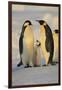 Emperor Penguins and Offspring-DLILLC-Framed Photographic Print