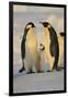 Emperor Penguins and Offspring-DLILLC-Framed Photographic Print