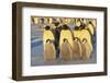 Emperor Penguins and Offspring-DLILLC-Framed Photographic Print