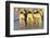 Emperor Penguins and Offspring-DLILLC-Framed Photographic Print