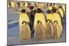 Emperor Penguins and Offspring-DLILLC-Mounted Photographic Print