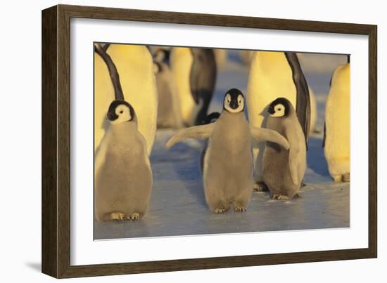 Emperor Penguins and Offspring-DLILLC-Framed Photographic Print