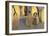 Emperor Penguins and Offspring-DLILLC-Framed Photographic Print