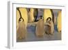 Emperor Penguins and Offspring-DLILLC-Framed Photographic Print