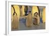 Emperor Penguins and Offspring-DLILLC-Framed Photographic Print