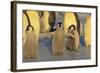 Emperor Penguins and Offspring-DLILLC-Framed Photographic Print