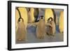 Emperor Penguins and Offspring-DLILLC-Framed Photographic Print