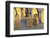 Emperor Penguins and Offspring-DLILLC-Framed Photographic Print