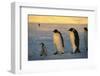 Emperor Penguins and Offspring-DLILLC-Framed Photographic Print