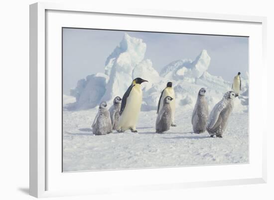 Emperor Penguins and Offspring-DLILLC-Framed Photographic Print