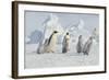 Emperor Penguins and Offspring-DLILLC-Framed Photographic Print