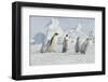 Emperor Penguins and Offspring-DLILLC-Framed Photographic Print