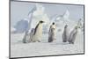 Emperor Penguins and Offspring-DLILLC-Mounted Photographic Print