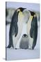 Emperor Penguins and Offspring-DLILLC-Stretched Canvas