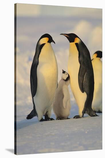 Emperor Penguins and Offspring-DLILLC-Stretched Canvas