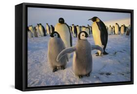 Emperor Penguins and Young-DLILLC-Framed Stretched Canvas