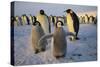 Emperor Penguins and Young-DLILLC-Stretched Canvas