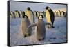 Emperor Penguins and Young-DLILLC-Framed Stretched Canvas