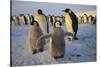 Emperor Penguins and Young-DLILLC-Stretched Canvas