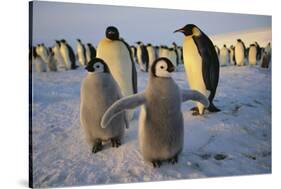 Emperor Penguins and Young-DLILLC-Stretched Canvas